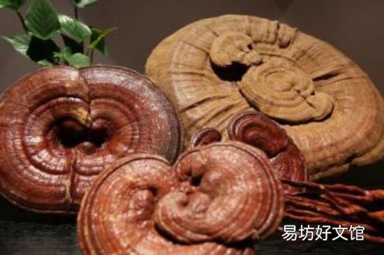 灵芝的食用方法和禁忌
