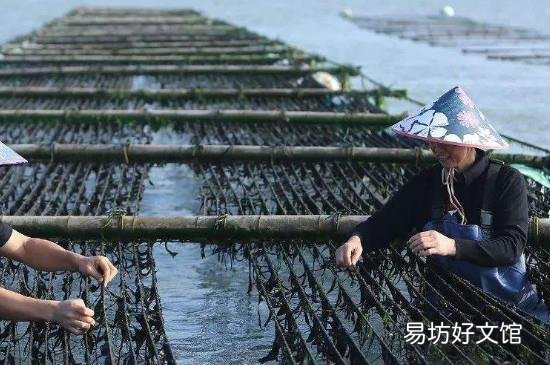紫菜煮之前要不要洗