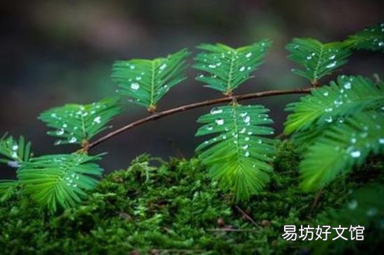 含羞草煮水作用与功效