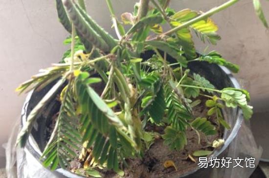 含羞草煮水作用与功效