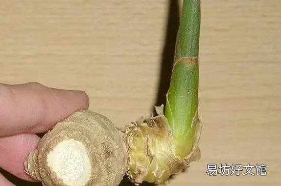 生姜发芽能吃吗