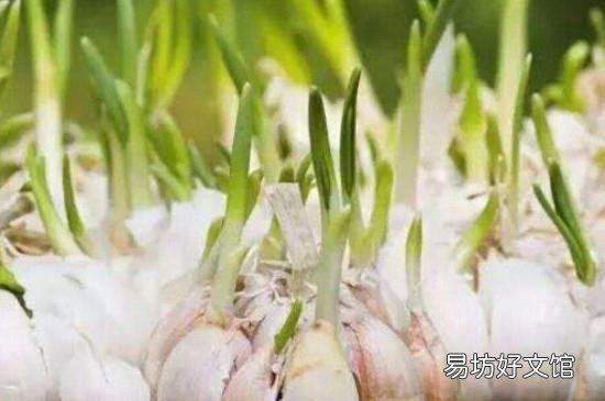 蒜头发芽能吃吗
