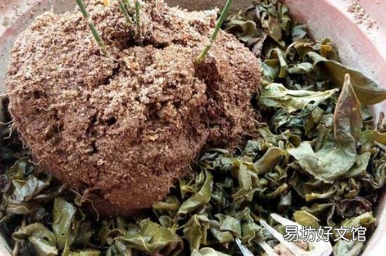 喝完的茶叶可以倒在花盆里吗