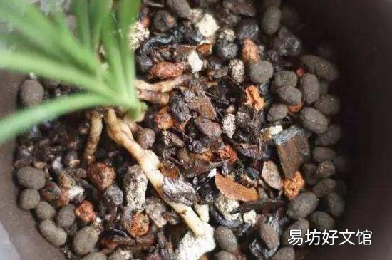 喝完的茶叶可以倒在花盆里吗