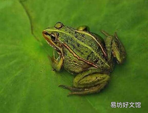 青蛙的外形