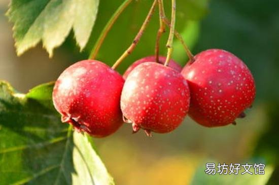 山楂和红薯可以同吃吗