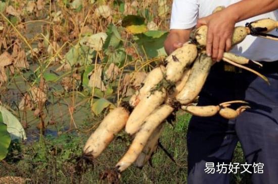 莲菜怎么保存才能不发黑