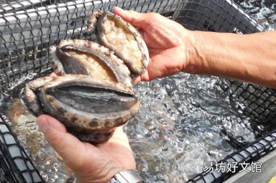 活鲍鱼如何冷冻保存