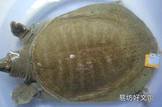 甲鱼如何保存