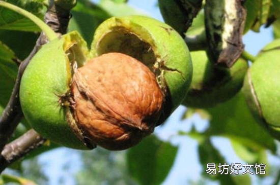 生核桃和熟核桃的区别