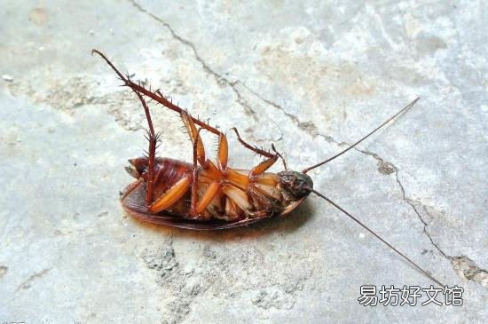 怎么杀蟑螂彻底