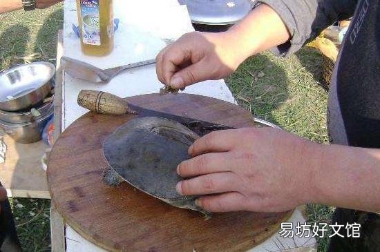 怎么杀甲鱼