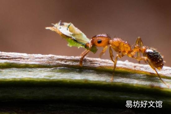 消除小黄家蚁小妙招