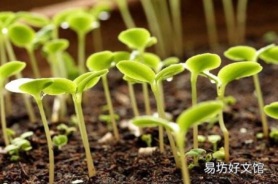 网上买的菜种子怎么种