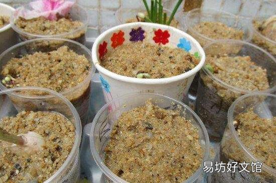 网上买的菜种子怎么种
