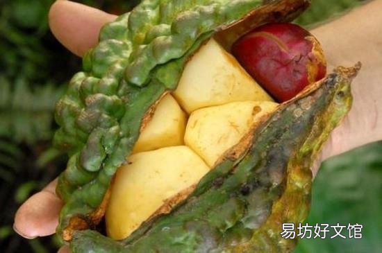 可乐果是什么东西
