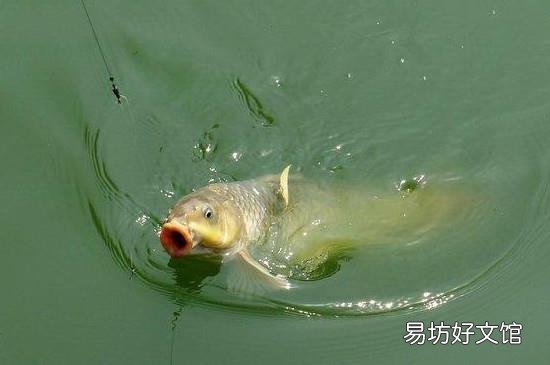 怎么钓鲤鱼