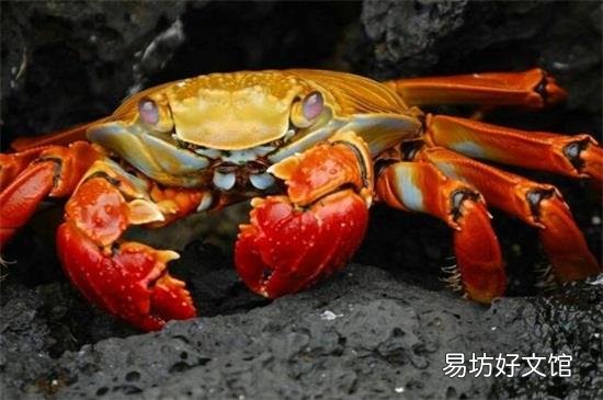螃蟹能和莴笋一起吃