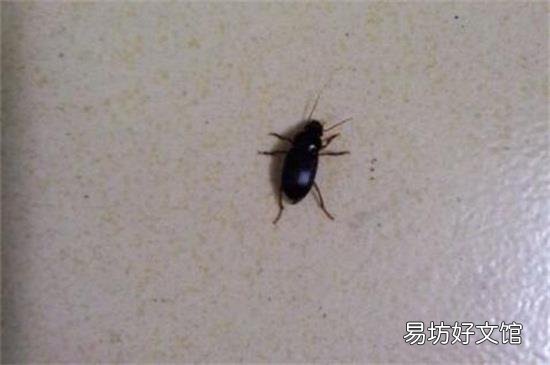 蟑螂在温度低的时候冻死吗