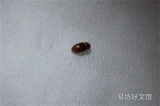 蟑螂在温度低的时候冻死吗