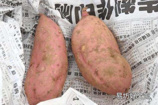 怎样防止红薯发芽