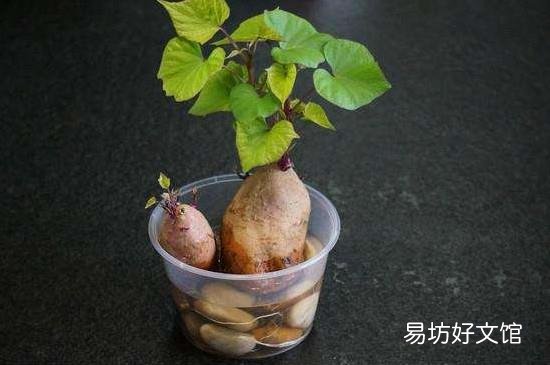 红薯发芽了怎么种土里