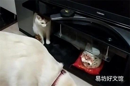 坐火车带猫咪需要准备什么