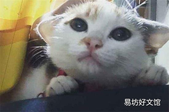 坐火车带猫咪需要准备什么