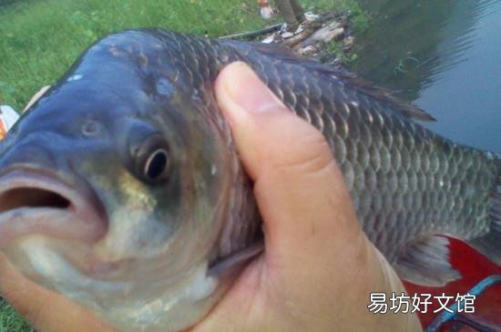 秋季钓鲤鱼用什么味型