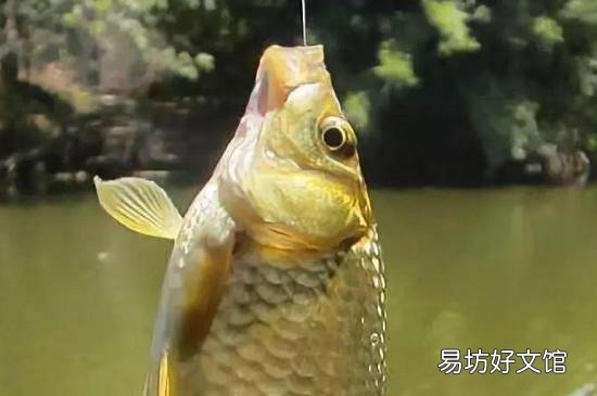 秋季钓鲤鱼用什么味型