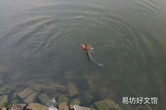 钓鲤鱼调漂的正确方法