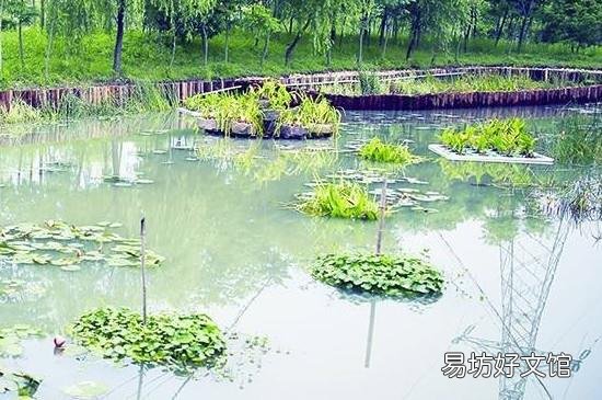 怎么钓甲鱼