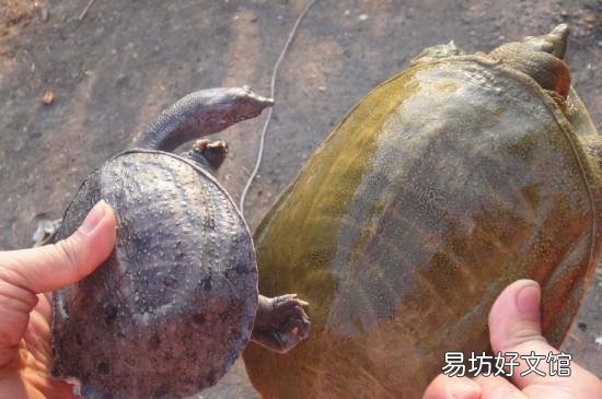 怎么钓甲鱼的方法