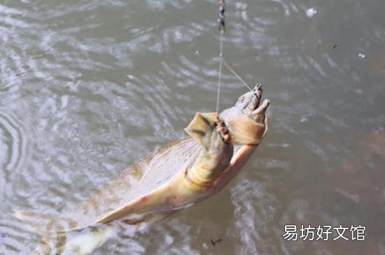 怎么钓甲鱼的方法