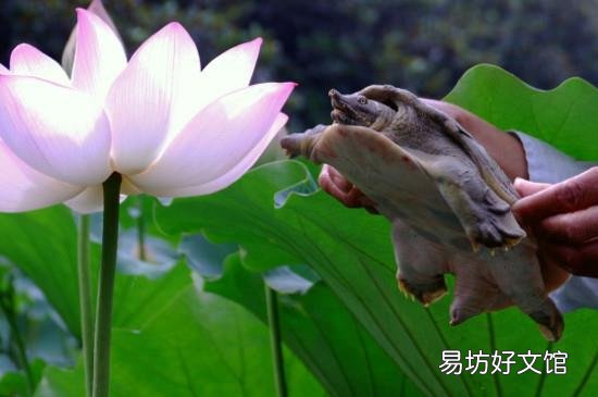 钓甲鱼怎么穿猪肝图