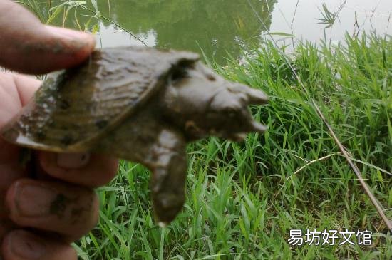 钓甲鱼用什么饵