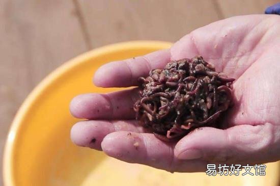钓草鱼用什么饵