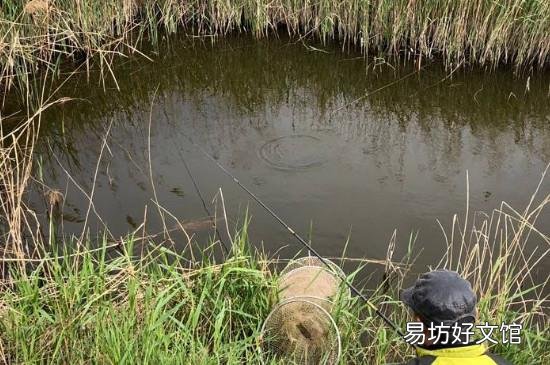 钓草鱼怎么打窝