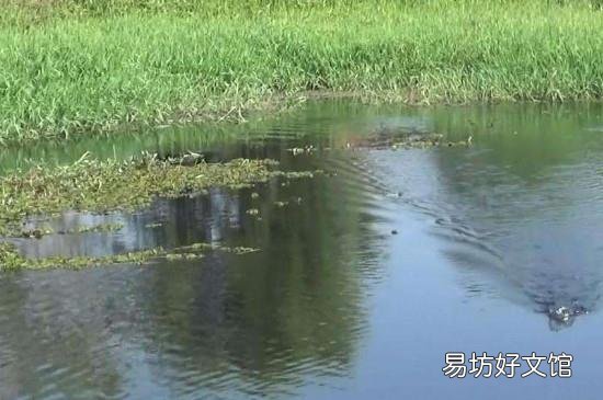 钓草鱼怎么打窝