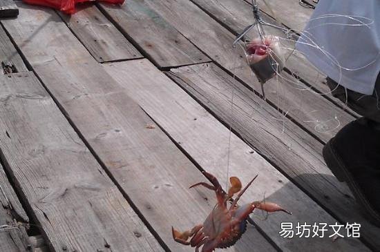 丝袜钓螃蟹方法