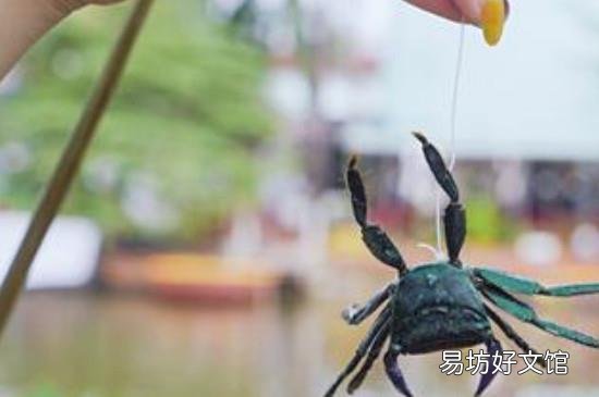 鱼竿钓螃蟹怎么钓