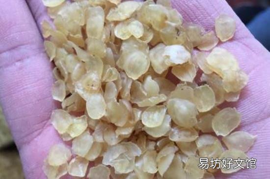 怎么辨别真假皂角米