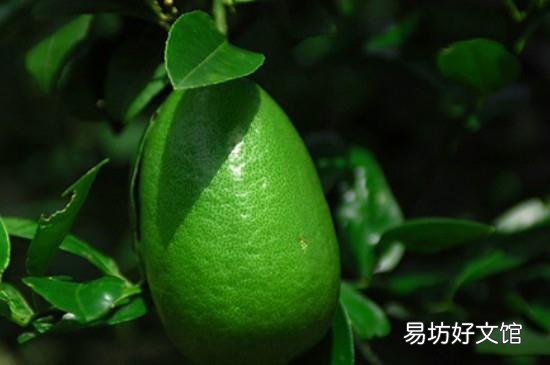 青柠檬的禁忌