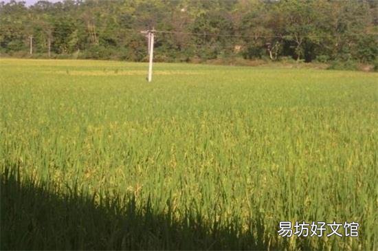 谷雨是几月几号