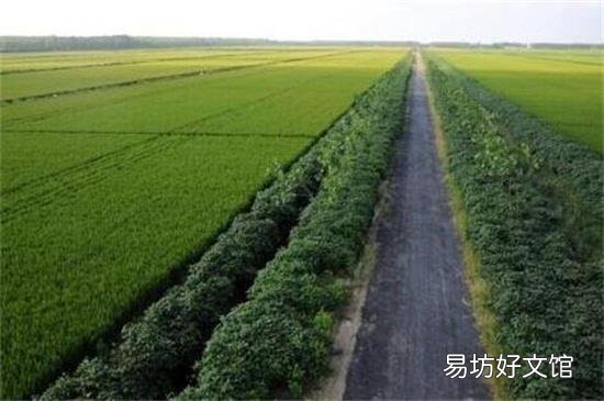 谷雨是几月几号