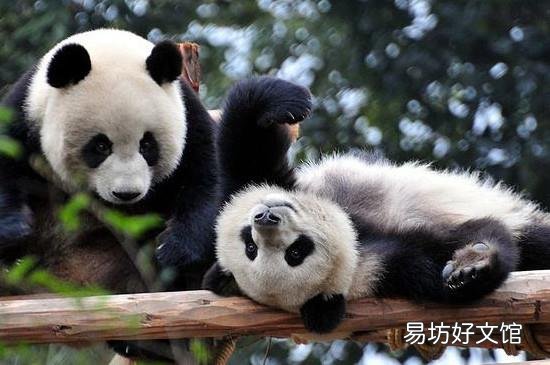 大熊猫的介绍和特点