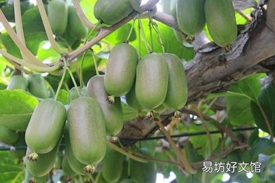 软枣子怎么处理才能吃