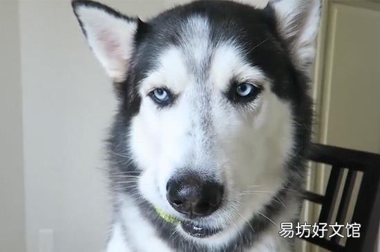 狗为什么不能吃巧克力