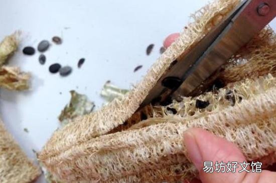 丝瓜籽能炒着吃吗
