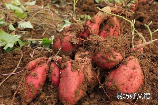 菠菜和红薯能一起吃吗